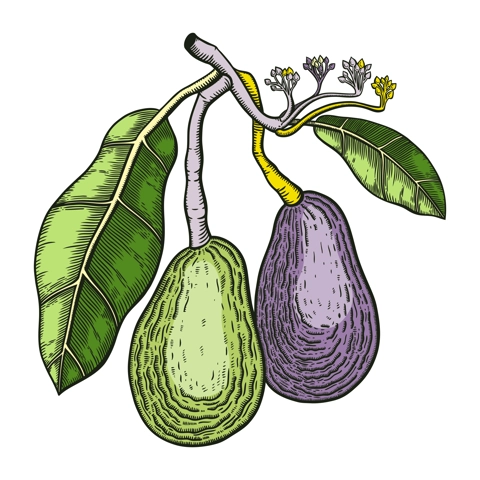 Vintage avocado illustration. Decorative branch with flowers, leaves and two whole fruit. Exotic plant drawing in color isolated on white background. Healthy vegetarian food sketch in engraved style.